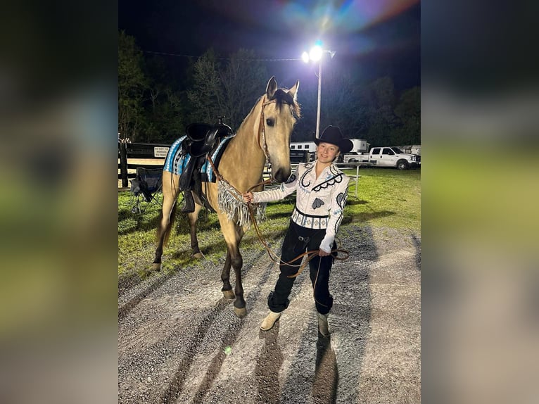 Tennessee walking horse Yegua 1 año 152 cm Buckskin/Bayo in Christiana, TN