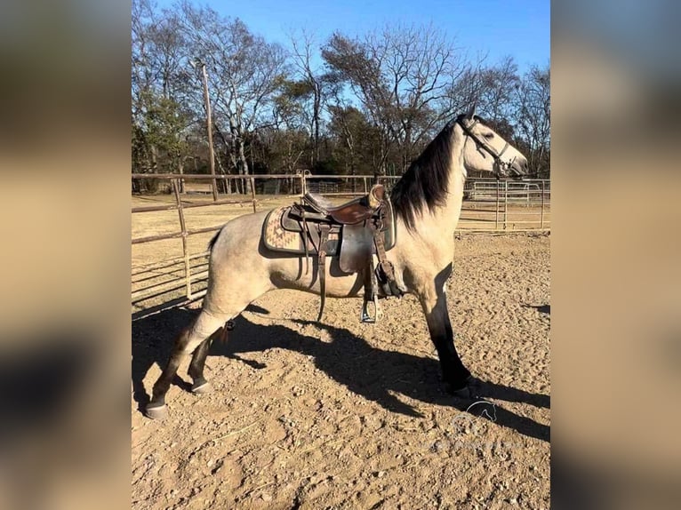 Tennessee walking horse Yegua 1 año 152 cm Buckskin/Bayo in Christiana, TN