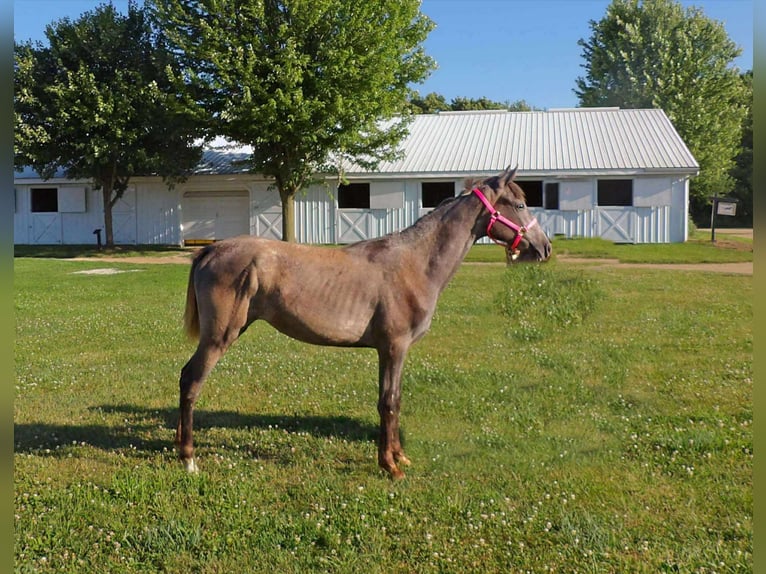 Tennessee walking horse Yegua 1 año 152 cm Tordo in Syracuse