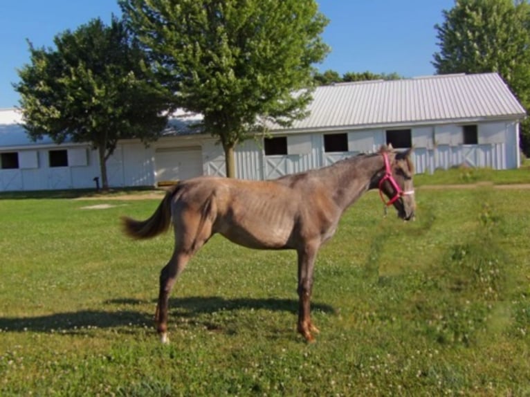 Tennessee walking horse Yegua 1 año 152 cm Tordo in Syracuse