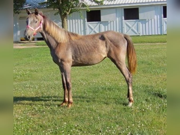Tennessee walking horse Yegua 1 año 152 cm Tordo in Syracuse