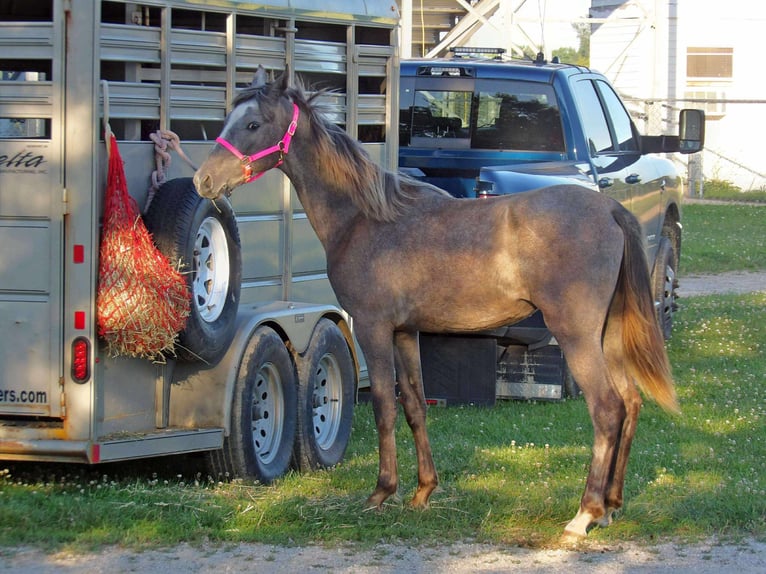 Tennessee walking horse Yegua 1 año 152 cm Tordo in Syracuse