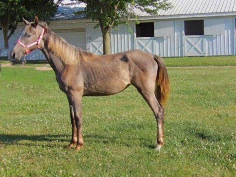 Tennessee walking horse Yegua 1 año 152 cm Tordo in Syracuse
