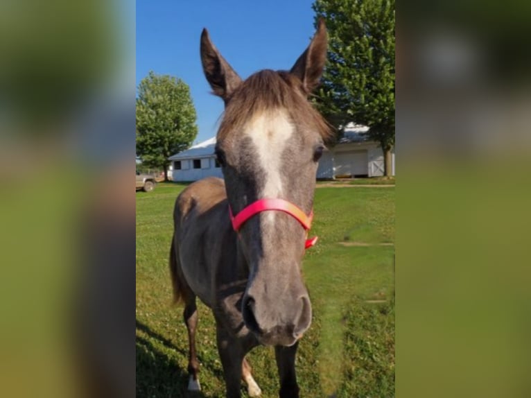 Tennessee walking horse Yegua 1 año 152 cm Tordo in Syracuse