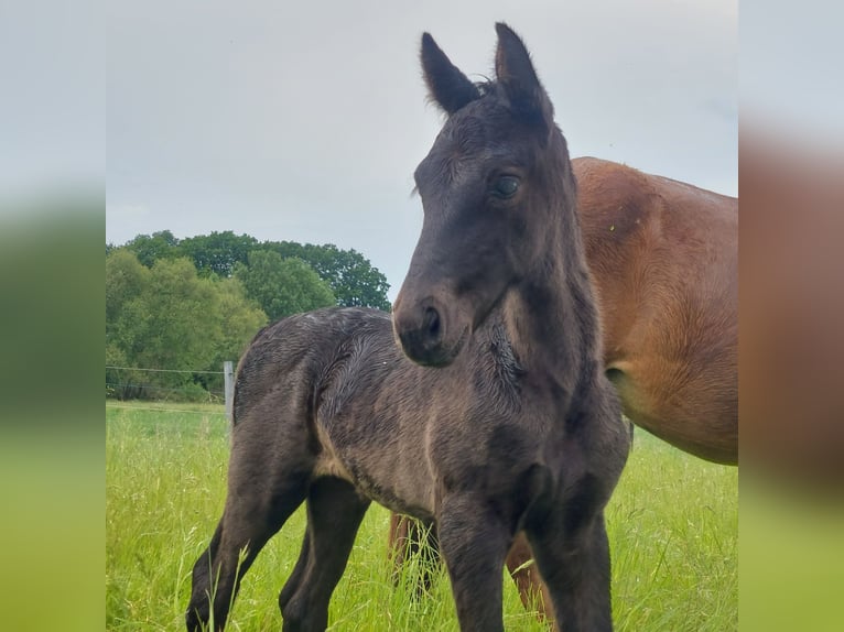 Tennessee walking horse Yegua 1 año 158 cm Negro in Hille Tennessee walking horse Yegua 1 año 158 cm Negro in Hille