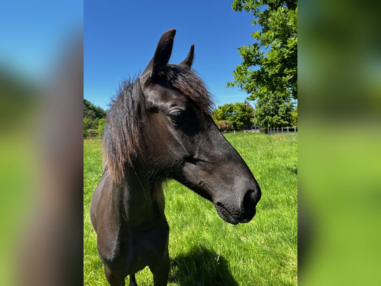 Tennessee walking horse Yegua 1 año Negro in Bad Zwischenahn