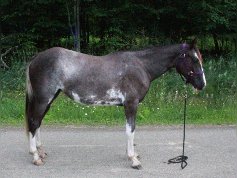 Tennessee walking horse Yegua 2 años 140 cm Sabino in Smethport