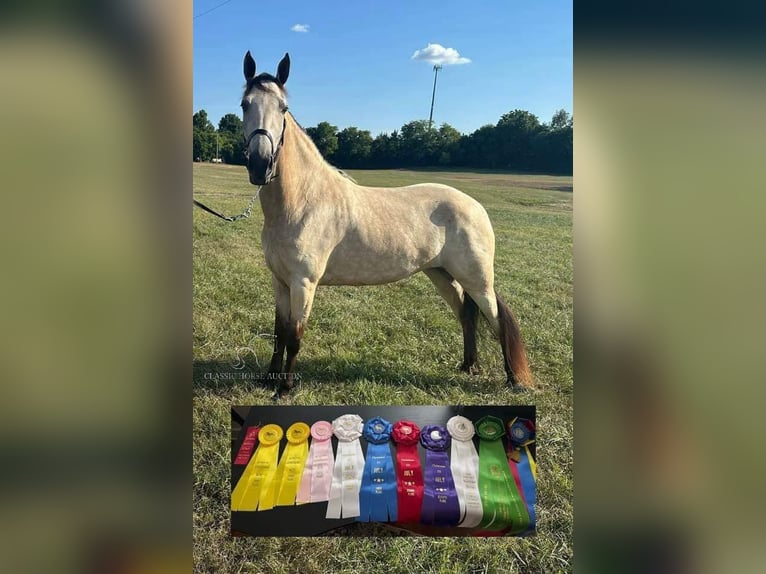 Tennessee walking horse Yegua 2 años 152 cm Buckskin/Bayo in Christiana, TN