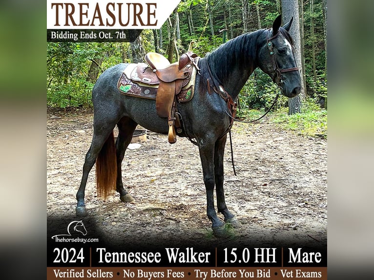 Tennessee walking horse Yegua 2 años 152 cm Tordo in Princeton, WV