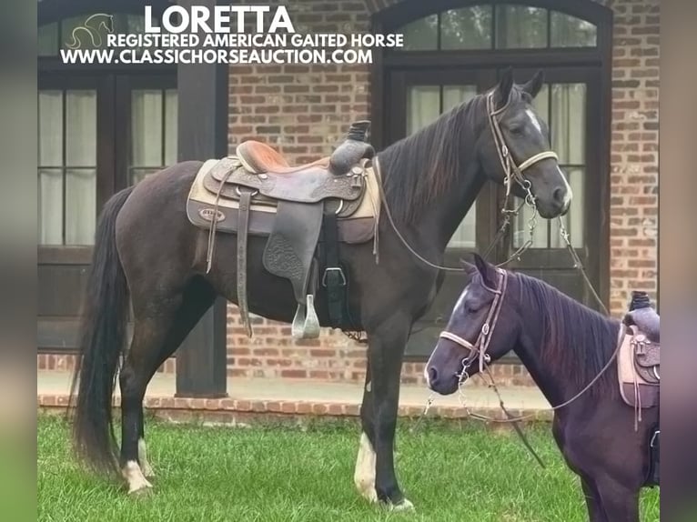 Tennessee walking horse Yegua 3 años 142 cm Negro in Independence, LA