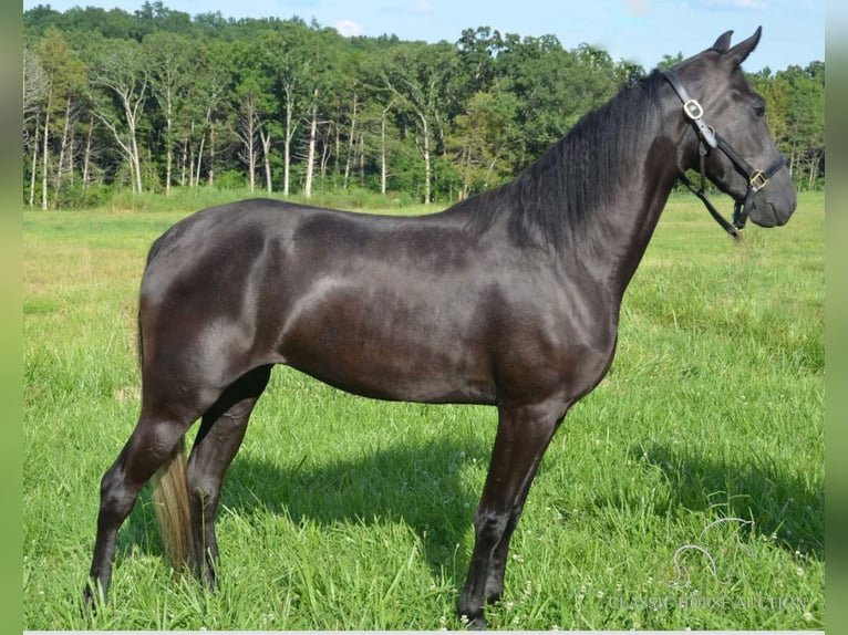 Tennessee walking horse Yegua 3 años 152 cm Negro in Park Hills, MO