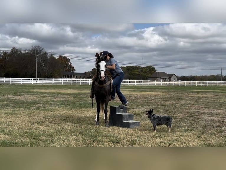 Tennessee walking horse Yegua 3 años 152 cm Negro in LEWISBURG, TN