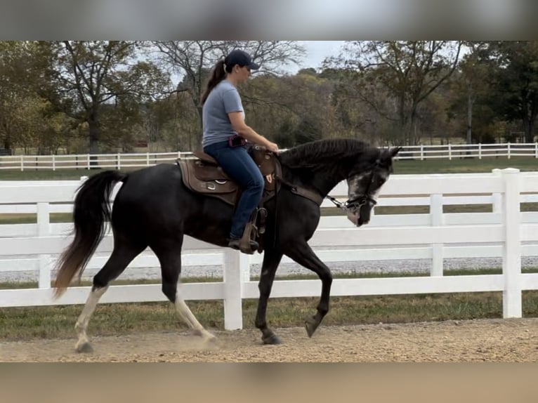 Tennessee walking horse Yegua 3 años 152 cm Negro in LEWISBURG, TN