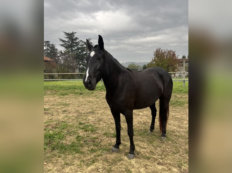 Tennessee walking horse Yegua 4 años 150 cm Negro in CASTROCARO TERME E TERRA DEL SOLE