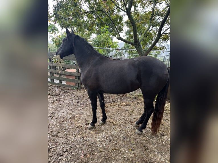 Tennessee walking horse Yegua 4 años 150 cm Negro in CASTROCARO TERME E TERRA DEL SOLE