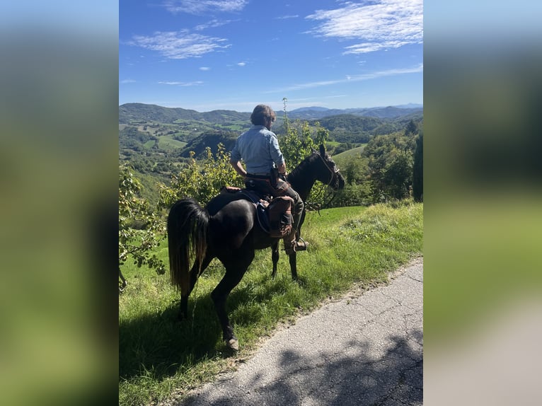 Tennessee walking horse Yegua 4 años 150 cm Negro in CASTROCARO TERME E TERRA DEL SOLE