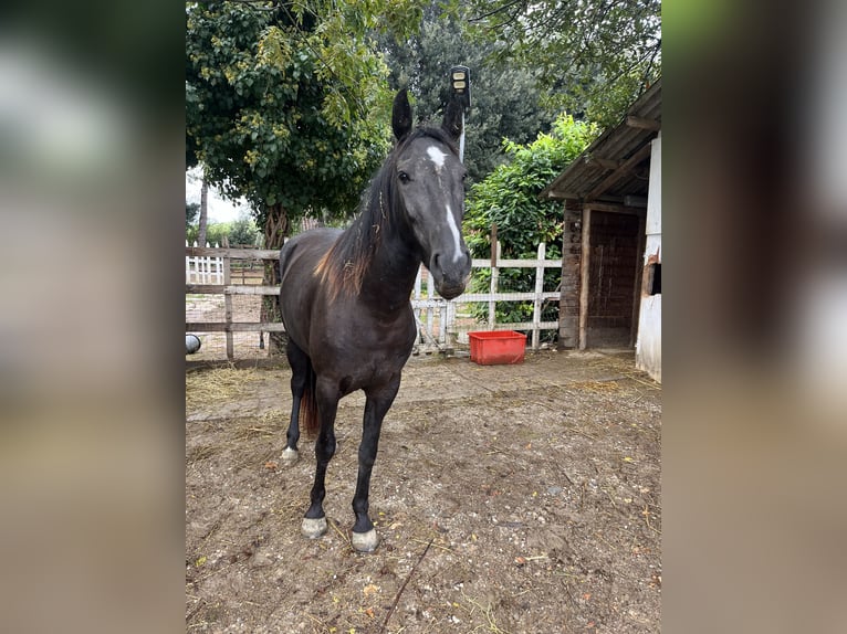 Tennessee walking horse Yegua 4 años 150 cm Negro in CASTROCARO TERME E TERRA DEL SOLE