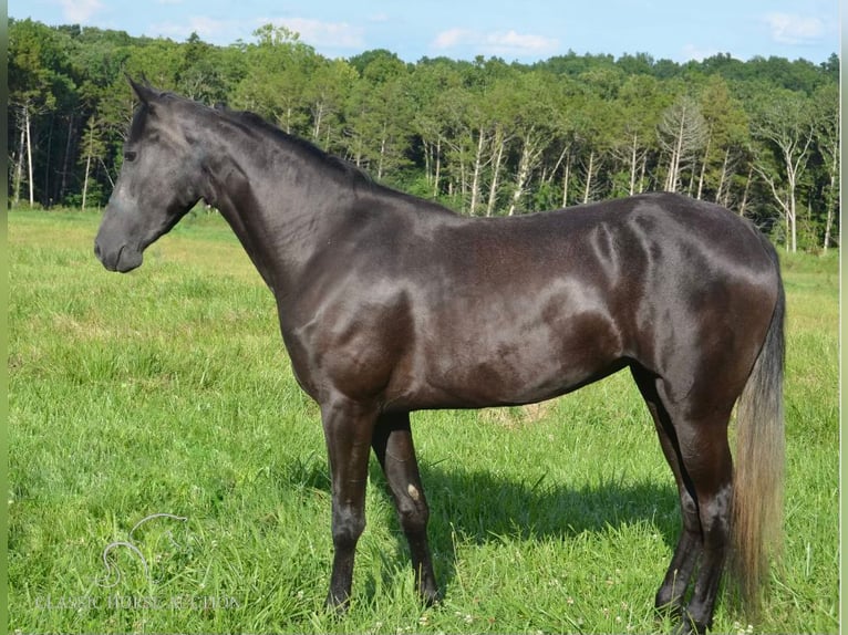 Tennessee walking horse Yegua 4 años 152 cm Negro in Park Hills, MO