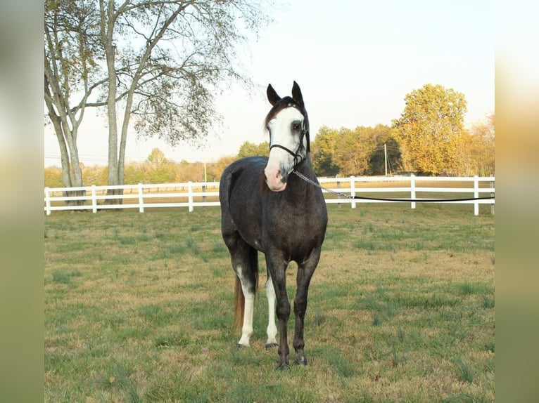 Tennessee walking horse Yegua 4 años 152 cm Negro in LEWISBURG, TN