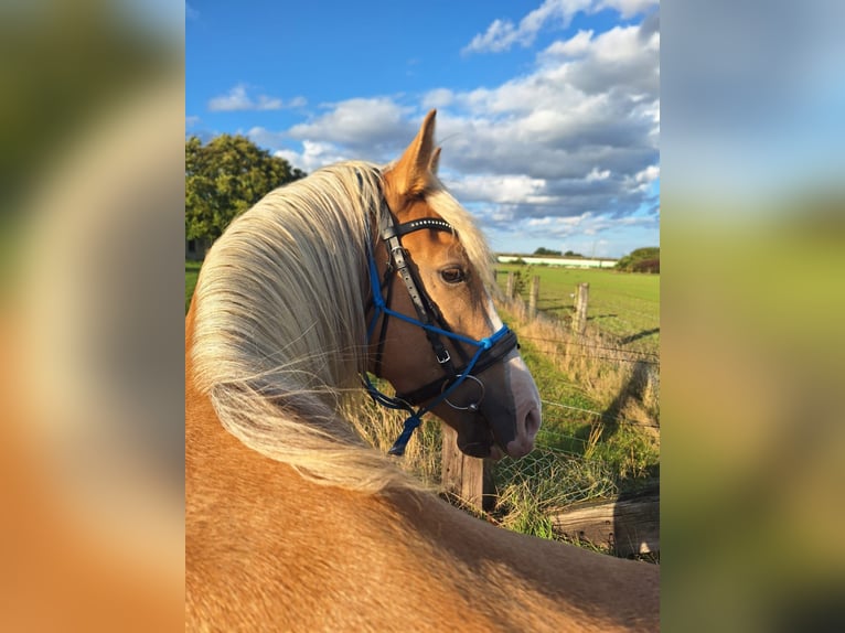 Tennessee walking horse Yegua 4 años 154 cm Palomino in Voerde