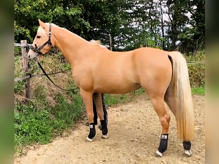 Tennessee walking horse Yegua 4 años 154 cm Palomino in Voerde