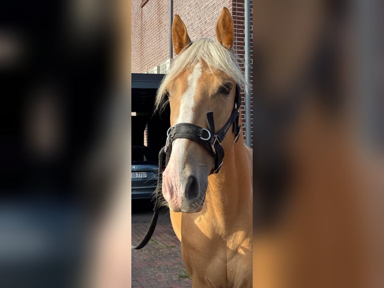 Tennessee walking horse Yegua 4 años 154 cm Palomino in Voerde