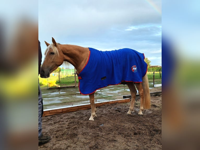 Tennessee walking horse Yegua 4 años 154 cm Palomino in Voerde