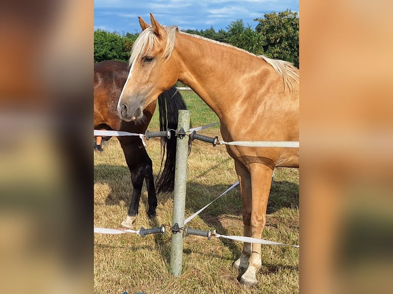 Tennessee walking horse Yegua 4 años 154 cm Palomino in Voerde