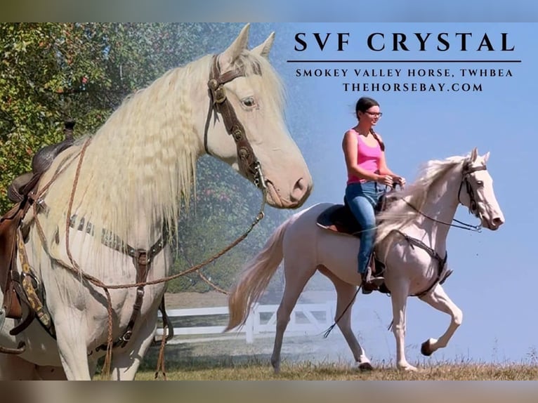 Tennessee walking horse Yegua 5 años 145 cm Sabino in Olive Hill, KY