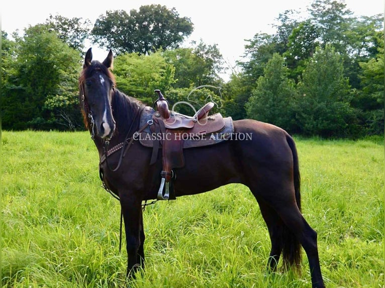 Tennessee walking horse Yegua 5 años 152 cm Negro in Park Hills, MO