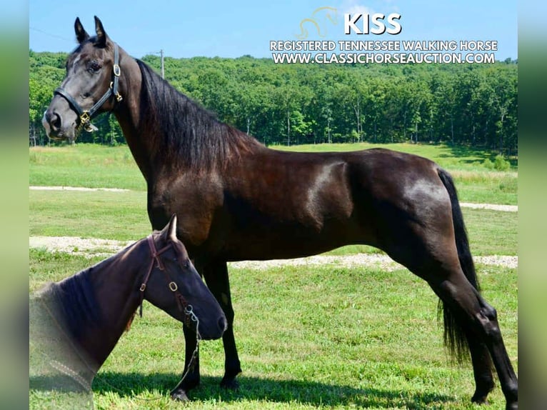 Tennessee walking horse Yegua 5 años 152 cm Negro in Park Hills, MO
