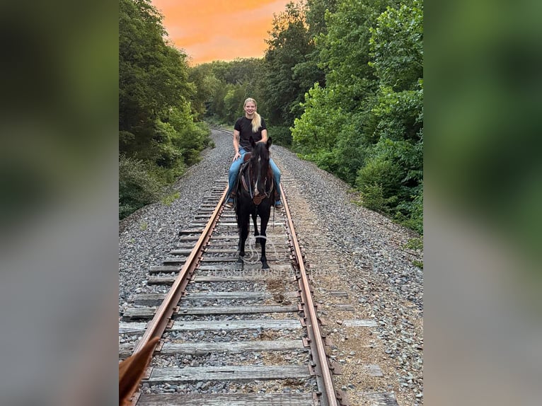Tennessee walking horse Yegua 5 años 152 cm Negro in Park Hills, MO