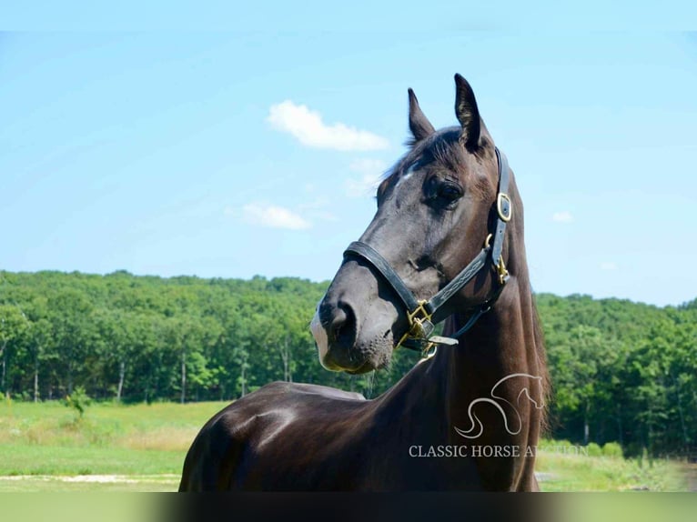 Tennessee walking horse Yegua 5 años 152 cm Negro in Park Hills, MO
