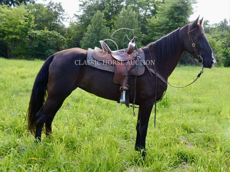 Tennessee walking horse Yegua 5 años 152 cm Negro in Park Hills, MO