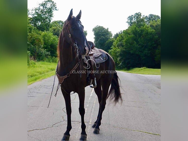 Tennessee walking horse Yegua 5 años 152 cm Negro in Park Hills, MO