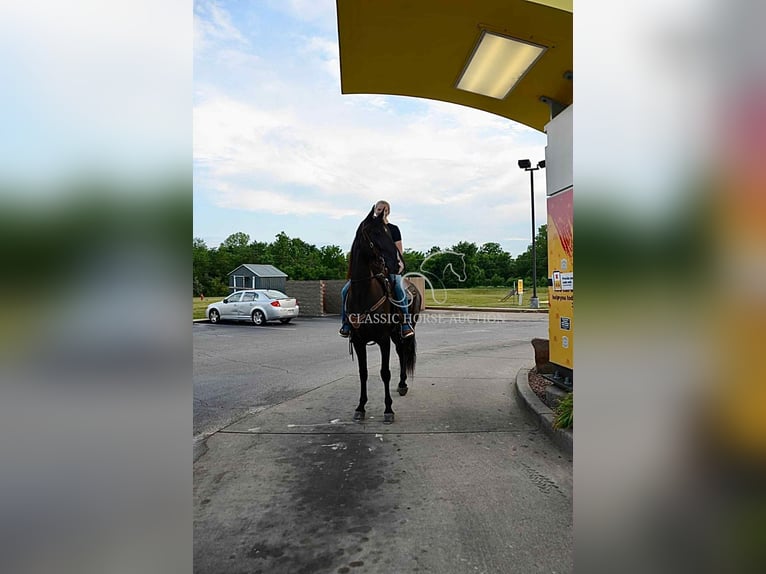 Tennessee walking horse Yegua 5 años 152 cm Negro in Park Hills, MO