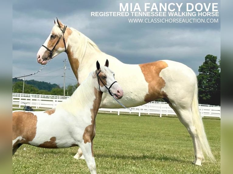 Tennessee walking horse Yegua 5 años 152 cm Palomino in Lewisburg, TN