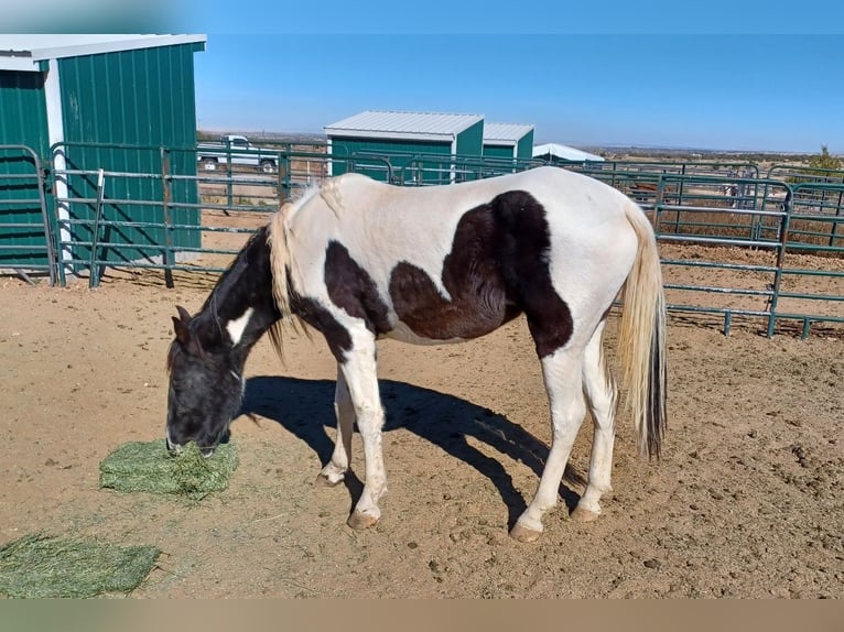 Tennessee walking horse Yegua 5 años 152 cm Tobiano-todas las-capas in Snowflake, Arizona