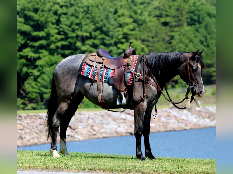 Tennessee walking horse Yegua 5 años 155 cm Ruano azulado in Rebersburg