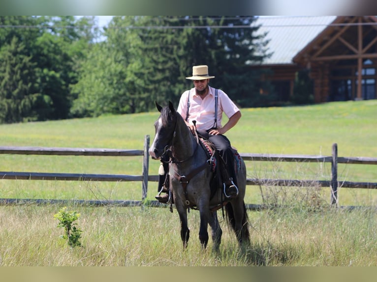 Tennessee walking horse Yegua 5 años 155 cm Ruano azulado in Rebersburg