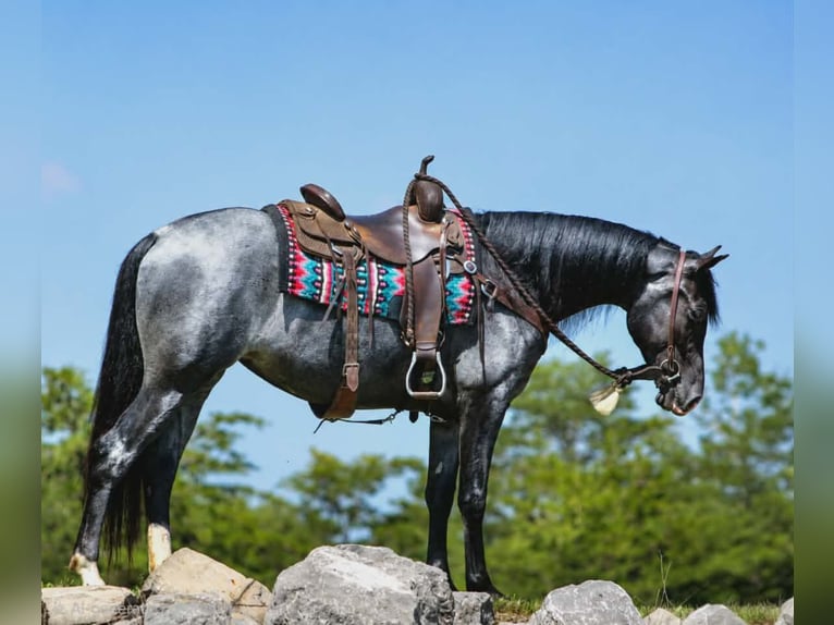 Tennessee walking horse Yegua 5 años Ruano azulado in Rebersburg