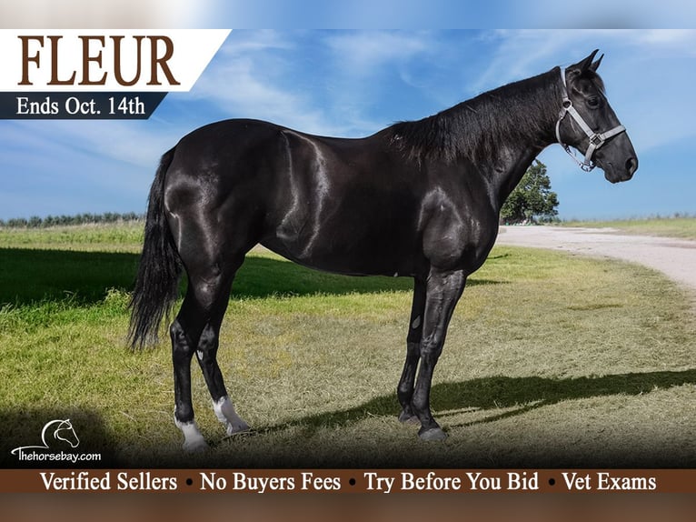 Tennessee walking horse Yegua 6 años 147 cm Negro in Wichita Falls, TX