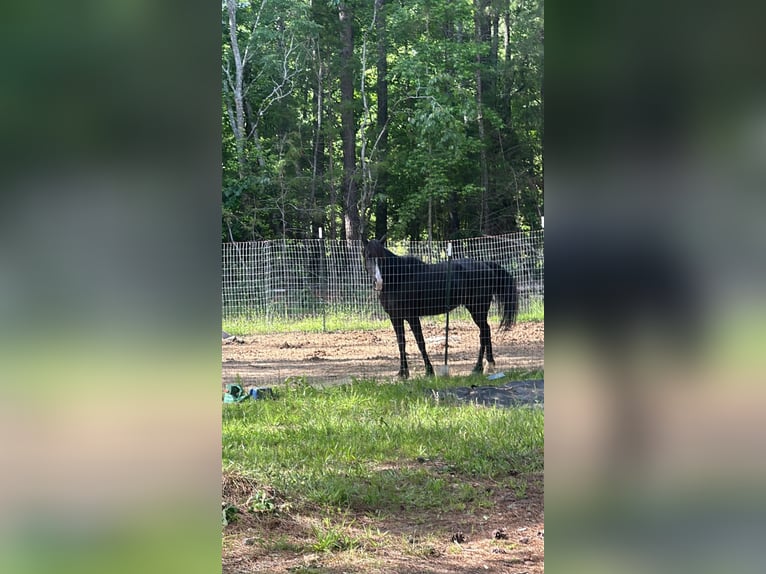 Tennessee walking horse Yegua 6 años 163 cm Negro in Johnston