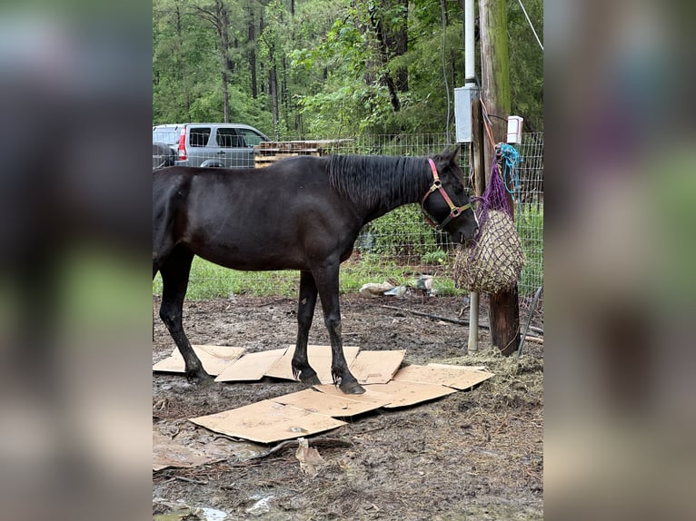 Tennessee walking horse Yegua 6 años 163 cm Negro in Johnston