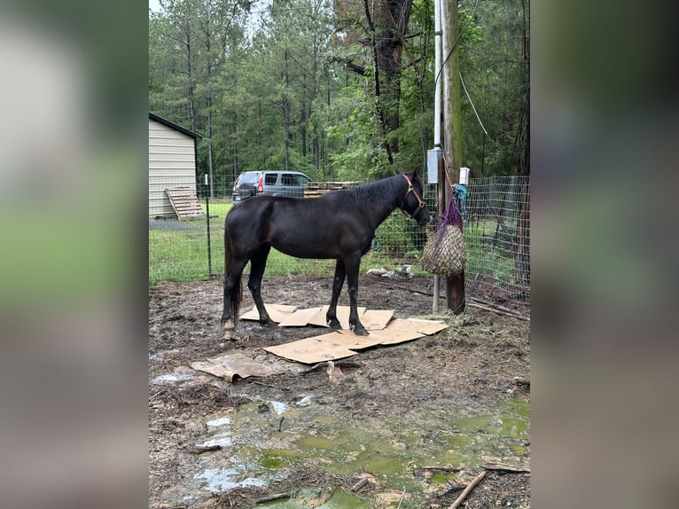 Tennessee walking horse Yegua 6 años 163 cm Negro in Johnston