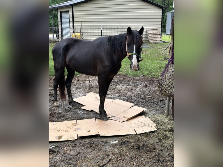 Tennessee walking horse Yegua 6 años 163 cm Negro in Johnston