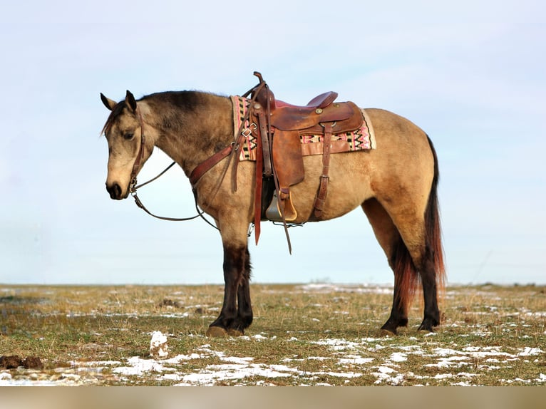 Tennessee walking horse Yegua 6 años Buckskin/Bayo in Rebersburg
