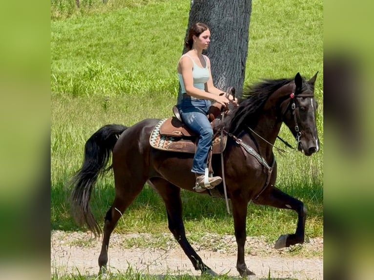 Tennessee walking horse Yegua 6 años Negro in Olive Hill