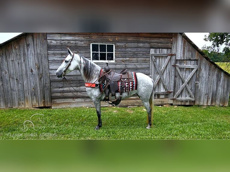 Tennessee walking horse Yegua 7 años 142 cm Tordo in Gillsville, ga