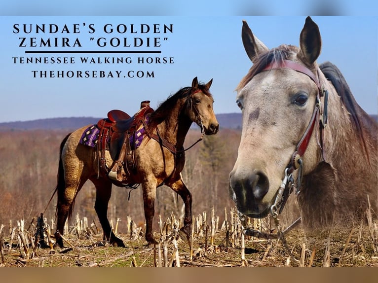 Tennessee walking horse Yegua 7 años 150 cm Buckskin/Bayo in Hesperia, MI